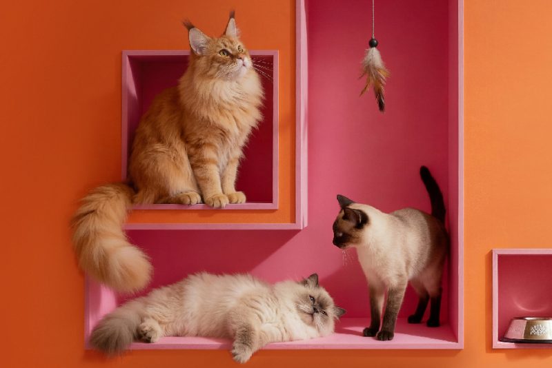 Na zdjęciu widać trzy koty domowe ustawione w dekoracyjnej, geometrycznej przestrzeni z półkami w intensywnych kolorach pomarańczowym i różowym. Całość wygląda jak stylizowana sesja zdjęciowa.