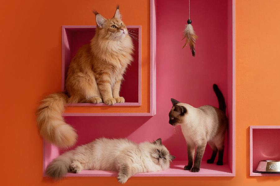 Na zdjęciu widać trzy koty domowe ustawione w dekoracyjnej, geometrycznej przestrzeni z półkami w intensywnych kolorach pomarańczowym i różowym. Całość wygląda jak stylizowana sesja zdjęciowa.