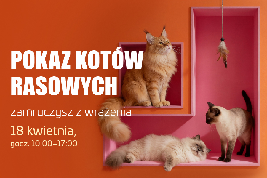 Na zdjęciu widać trzy koty domowe ustawione w dekoracyjnej, geometrycznej przestrzeni z półkami w intensywnych kolorach pomarańczowym i różowym. Całość wygląda jak stylizowana sesja zdjęciowa.
