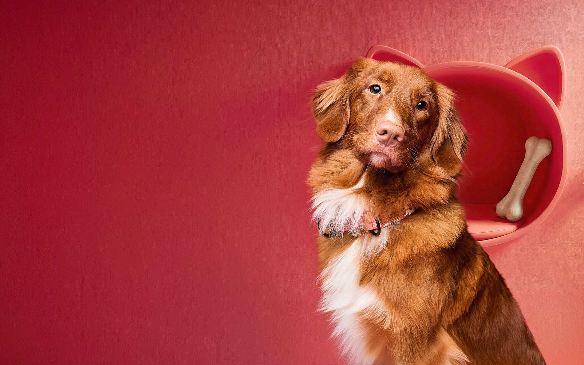 Uroczy pies rasy Nova Scotia Duck Tolling Retriever o miedzianym umaszczeniu pozuje na tle w odcieniach różu i pomarańczu, promując targi akcesoriów PupiLove. Towarzyszą mu stylowe dodatki: ścienna półka w kształcie kocich uszu z przysmakiem oraz wisząca zabawka z kolorowych piórek. Cała kompozycja emanuje pozytywną energią i nowoczesnym designem dedykowanym miłośnikom czworonogów.