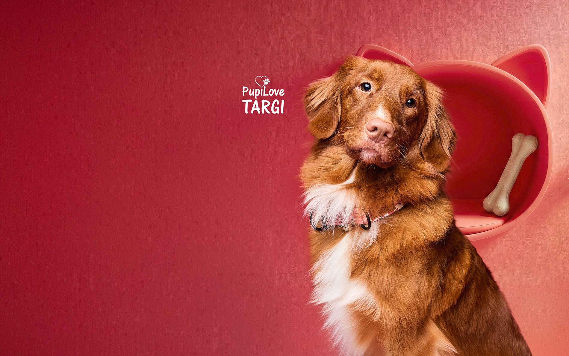 Uroczy pies rasy Nova Scotia Duck Tolling Retriever o miedzianym umaszczeniu pozuje na tle w odcieniach różu i pomarańczu, promując targi akcesoriów PupiLove. Towarzyszą mu stylowe dodatki: ścienna półka w kształcie kocich uszu z przysmakiem oraz wisząca zabawka z kolorowych piórek. Cała kompozycja emanuje pozytywną energią i nowoczesnym designem dedykowanym miłośnikom czworonogów.