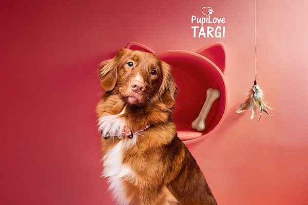 Kolorowe zdjęcie przedstawia brązowego psa rasy Nova Scotia Duck Tolling Retriever z białym krawatem, patrzącego prosto w obiektyw na różowo-pomarańczowym tle. Za psem znajduje się różowa półka w kształcie głowy kota z kością w środku, a obok wisi zabawka z piórami. Zdjęcie promuje targi akcesoriów dla zwierząt, utrzymane w radosnej i nowoczesnej estetyce.