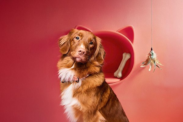 Kolorowe zdjęcie przedstawia brązowego psa rasy Nova Scotia Duck Tolling Retriever z białym krawatem, patrzącego prosto w obiektyw na różowo-pomarańczowym tle. Za psem znajduje się różowa półka w kształcie głowy kota z kością w środku, a obok wisi zabawka z piórami. Zdjęcie promuje targi akcesoriów dla zwierząt, utrzymane w radosnej i nowoczesnej estetyce.