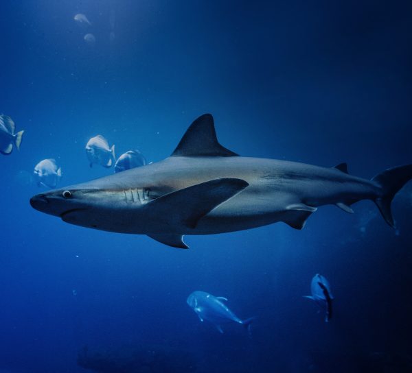 Rekin płynący profilowo w głębokiej, ciemnoniebieskiej wodzie oceanicznej. W centrum kadru wyraźnie widoczna jest jego sylwetka z ostrymi płetwami i szczelinami skrzelowymi, a w tle w oddali przepływają inne, mniejsze ryby.